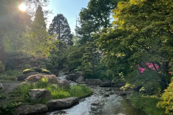 A stream flows through a forest.
